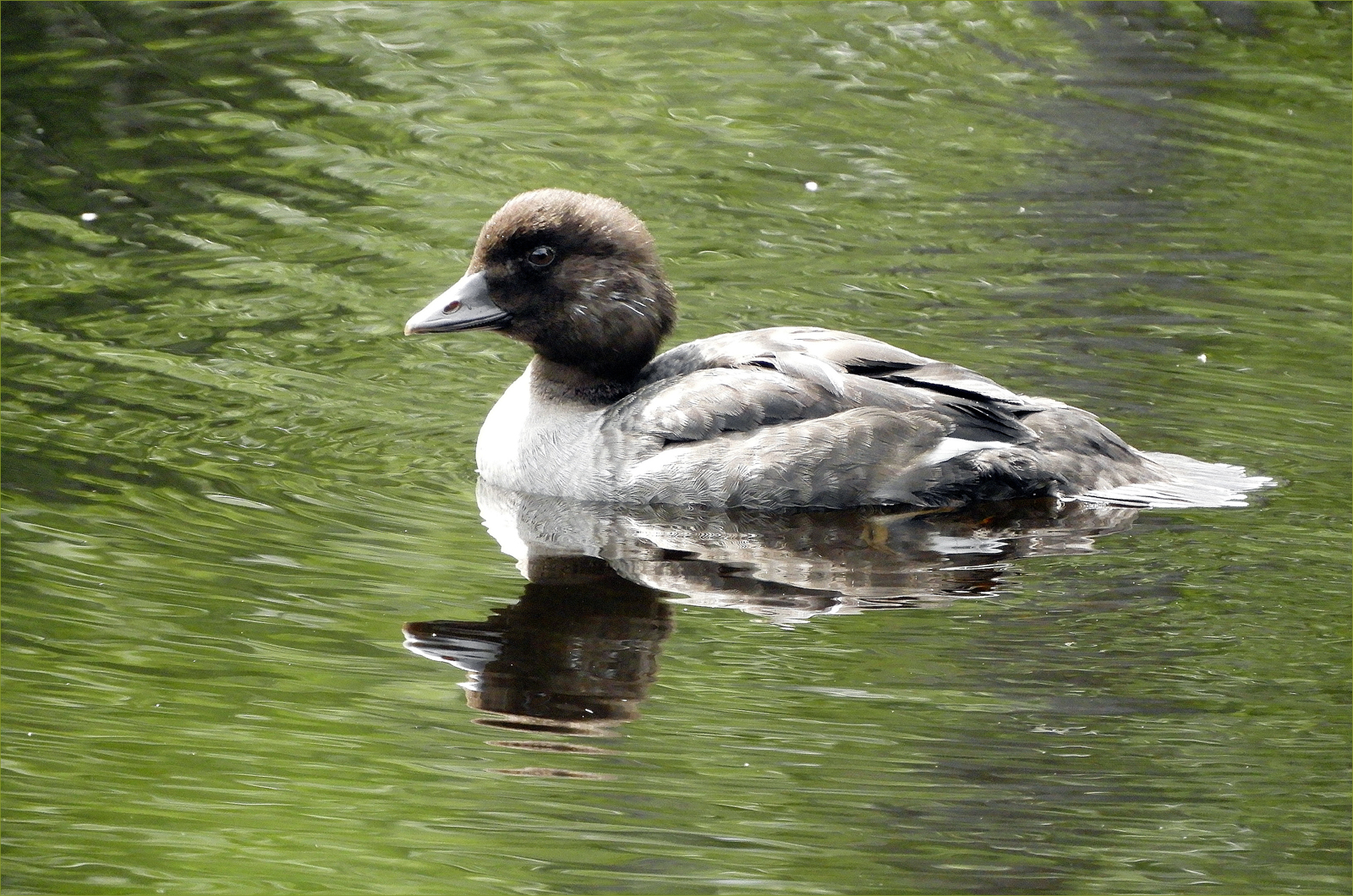 Burrows Golden-Eye (juvenile)