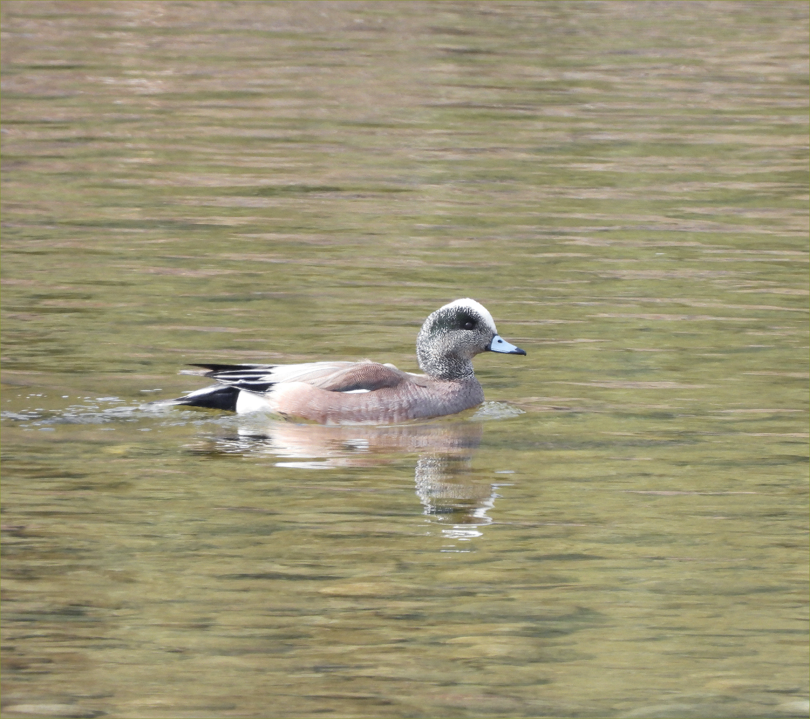 American Wigeon
