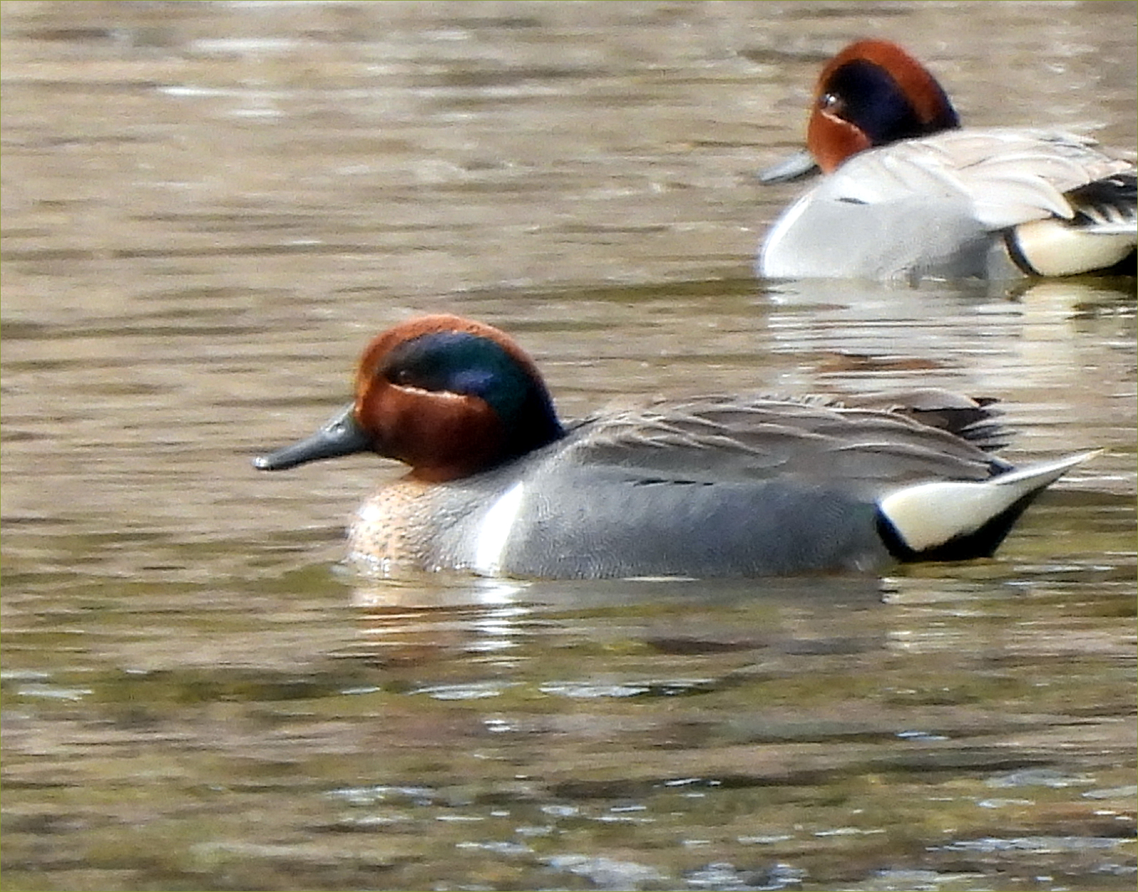 Green-winged Teals
