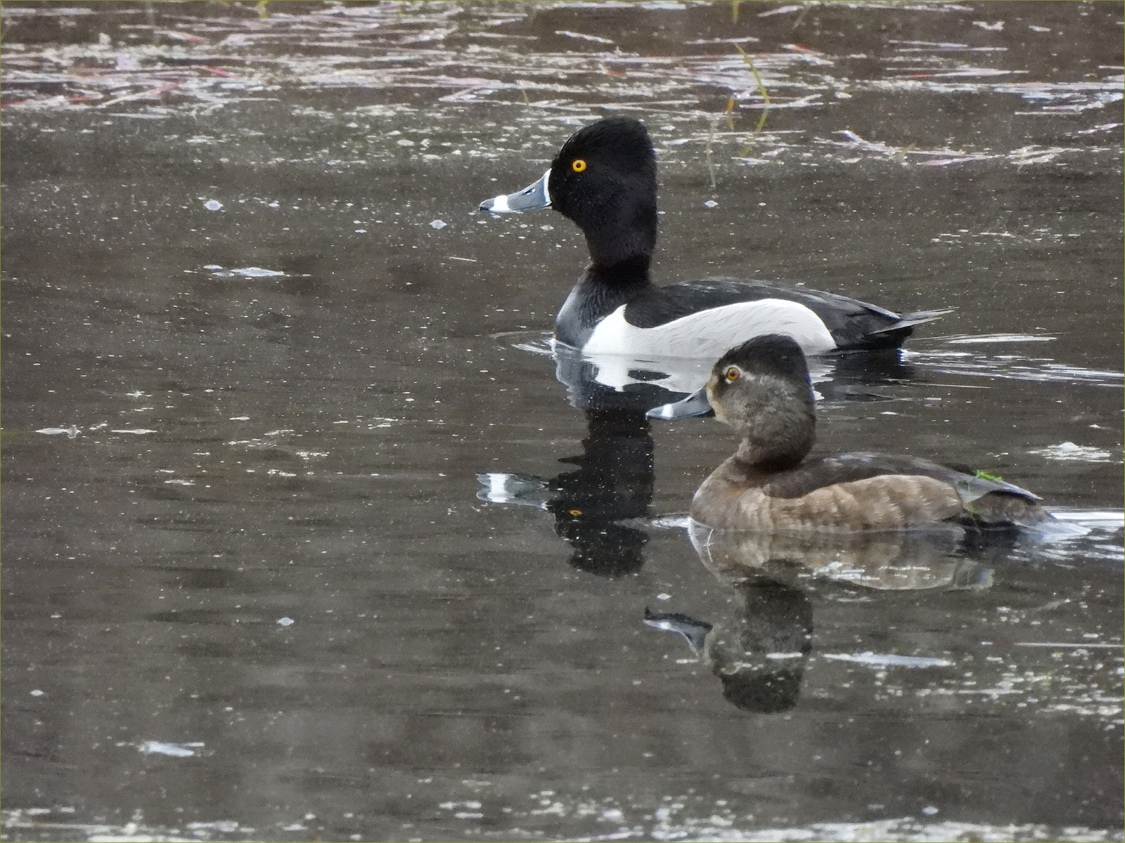 Ring-necked Ducks