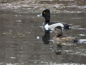 Ring-necked Ducks