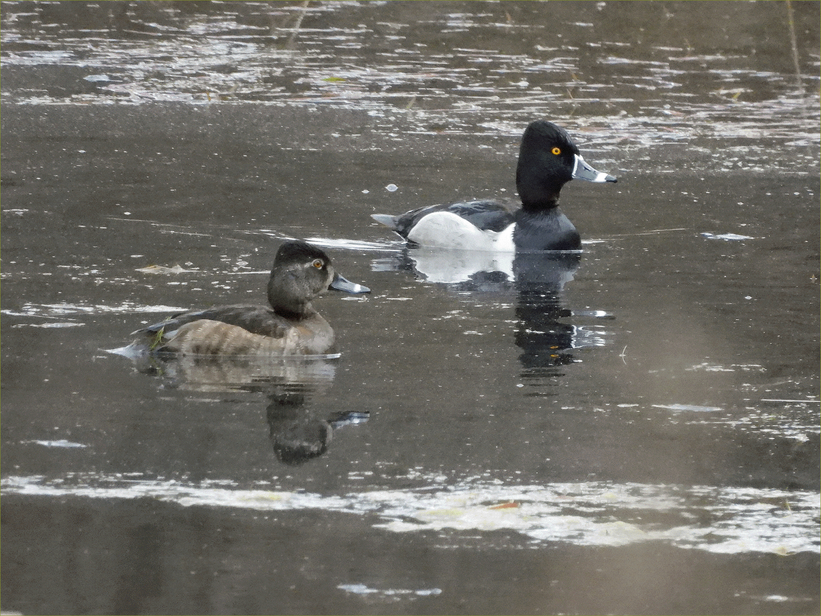Ring-necked Ducks