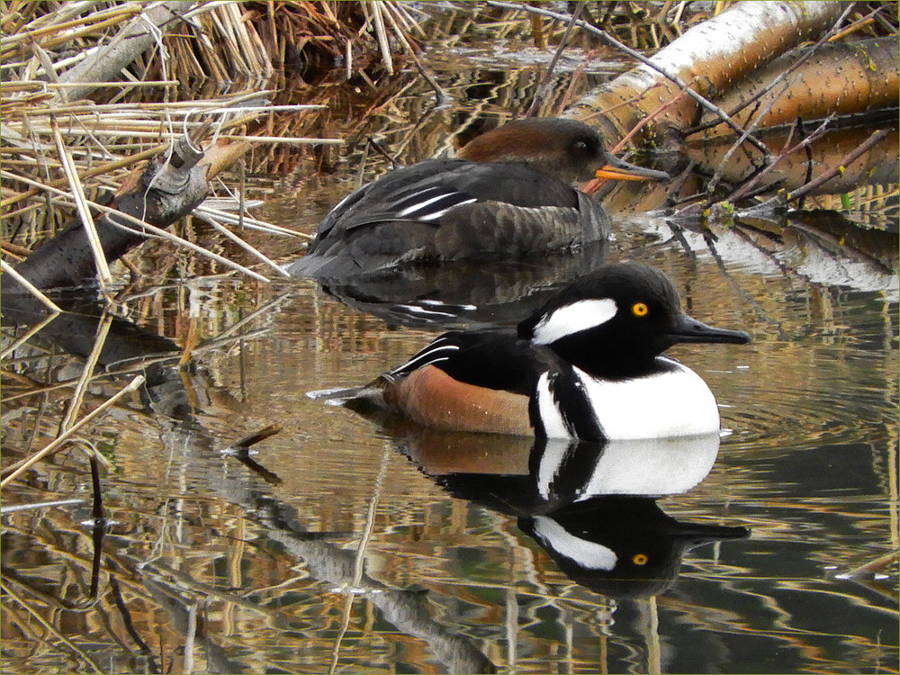 Hooded Merganser Ducks