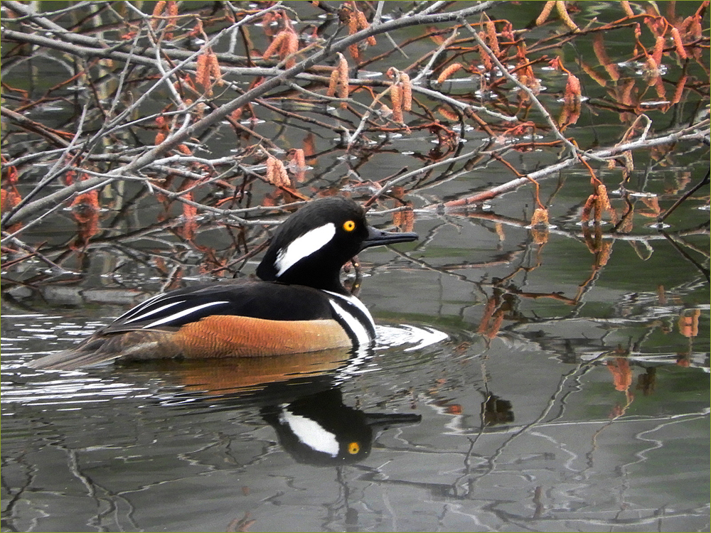 Hooded Merganser Duck (male)