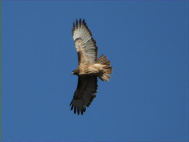 Golden Eagle