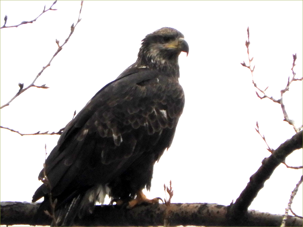 Bald Eagle (immature)