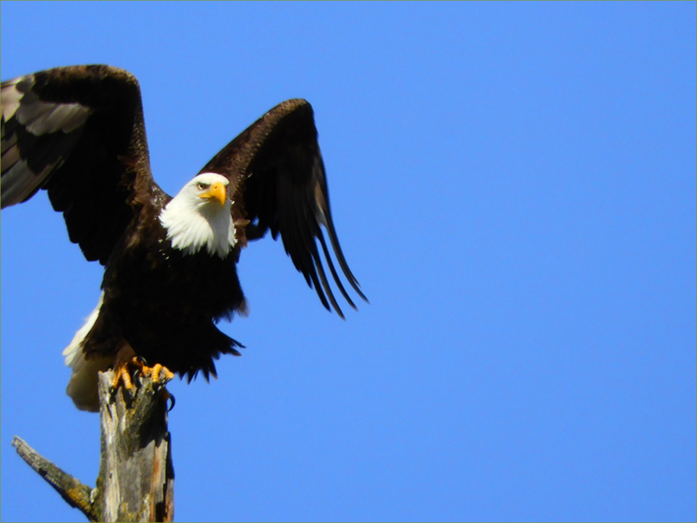 Bald Eagle