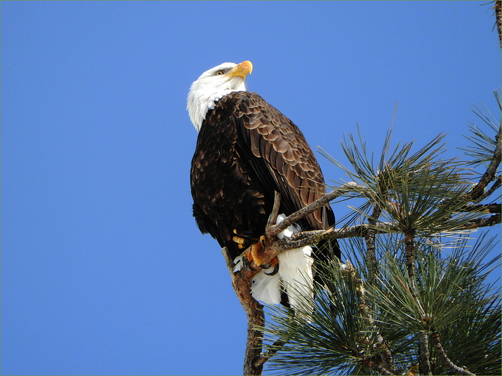 Bald Eagle