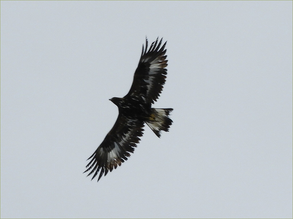Bald Eagle (immature)