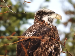 Bald Eagle (juvenile)