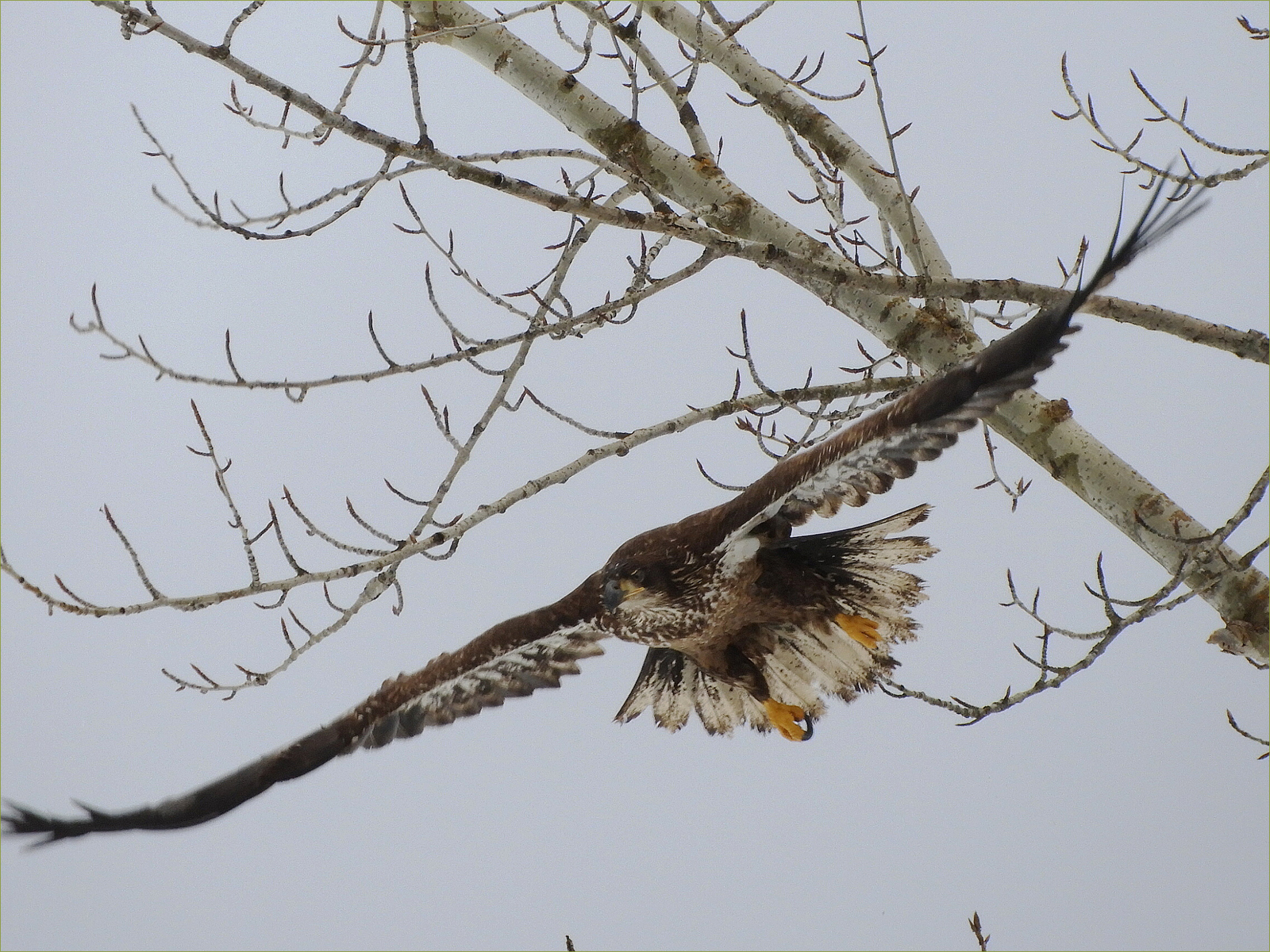 Bald Eagle (juvenile)