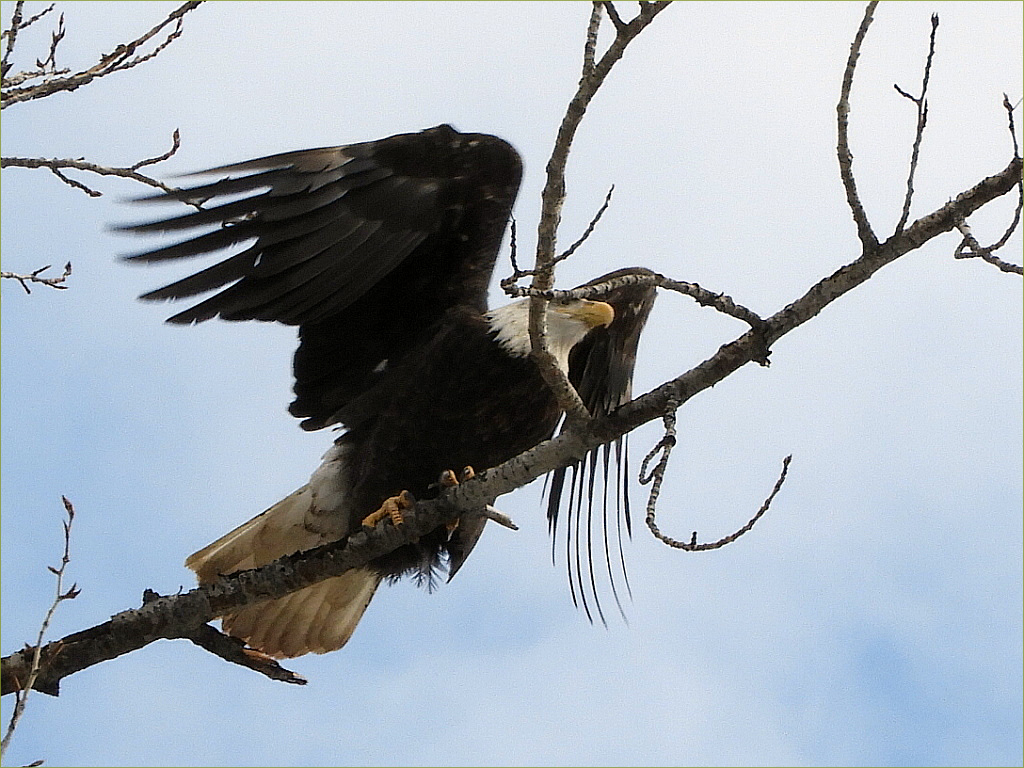 Bald Eagle
