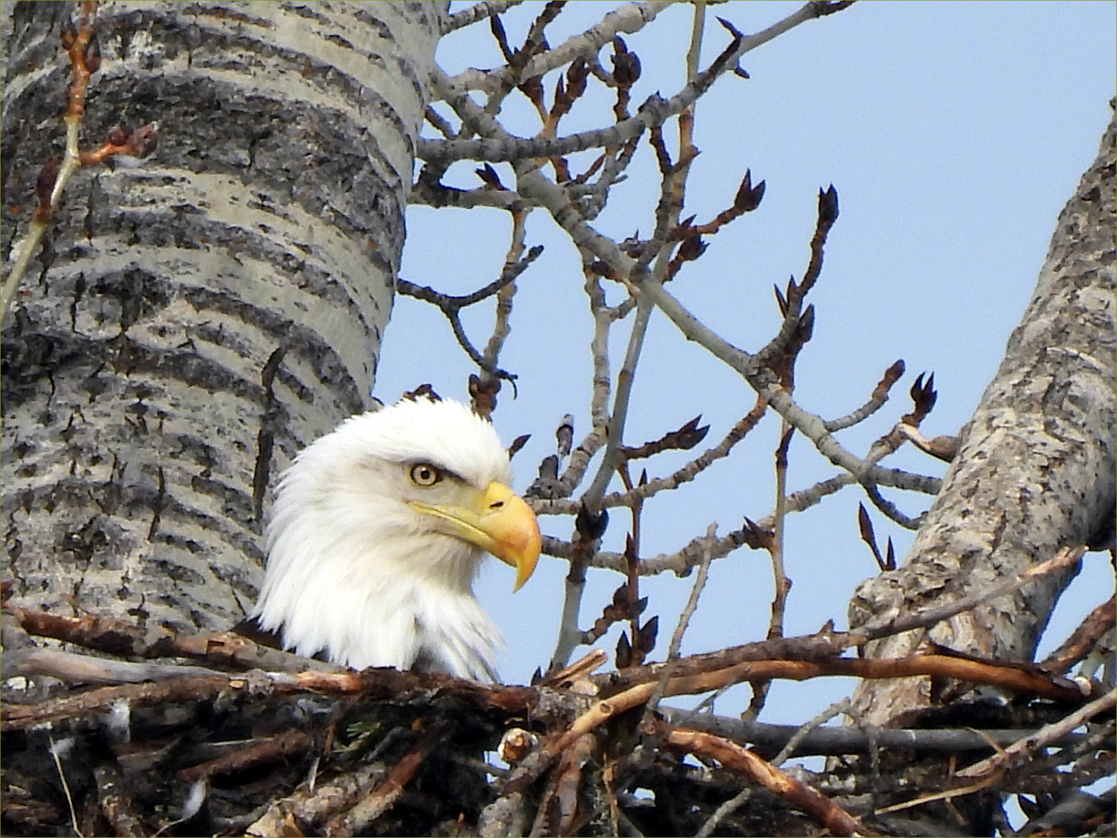 Bald Eagle