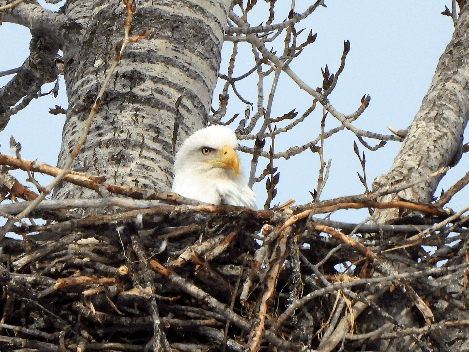 Bald Eagle