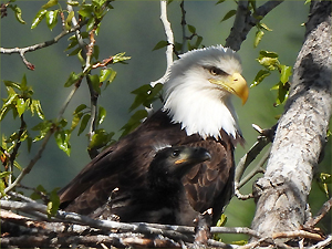 Bald Eagle
