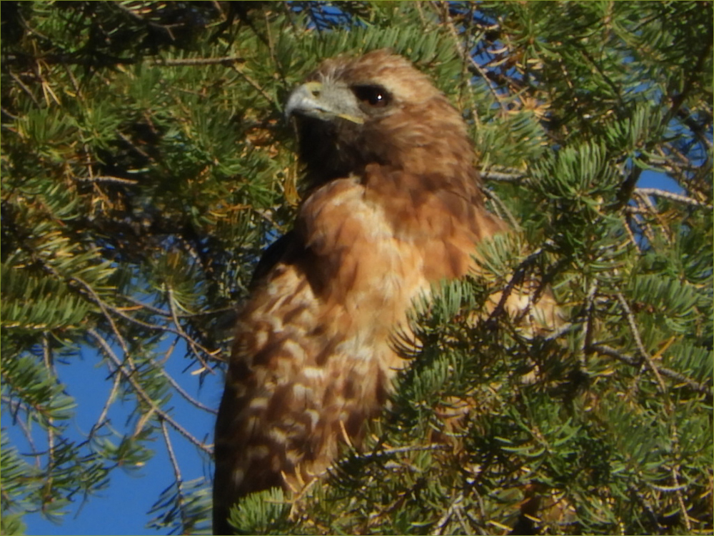 Golden Eagle
