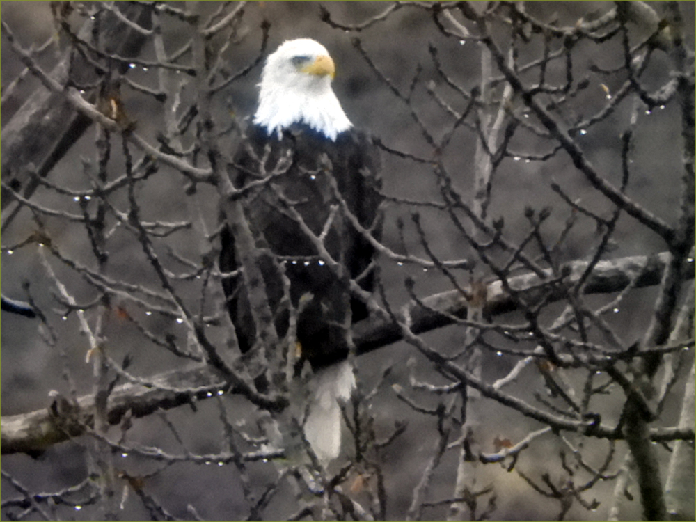 Bald Eagle