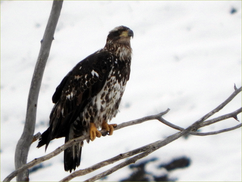 Bald Eagle (immature)
