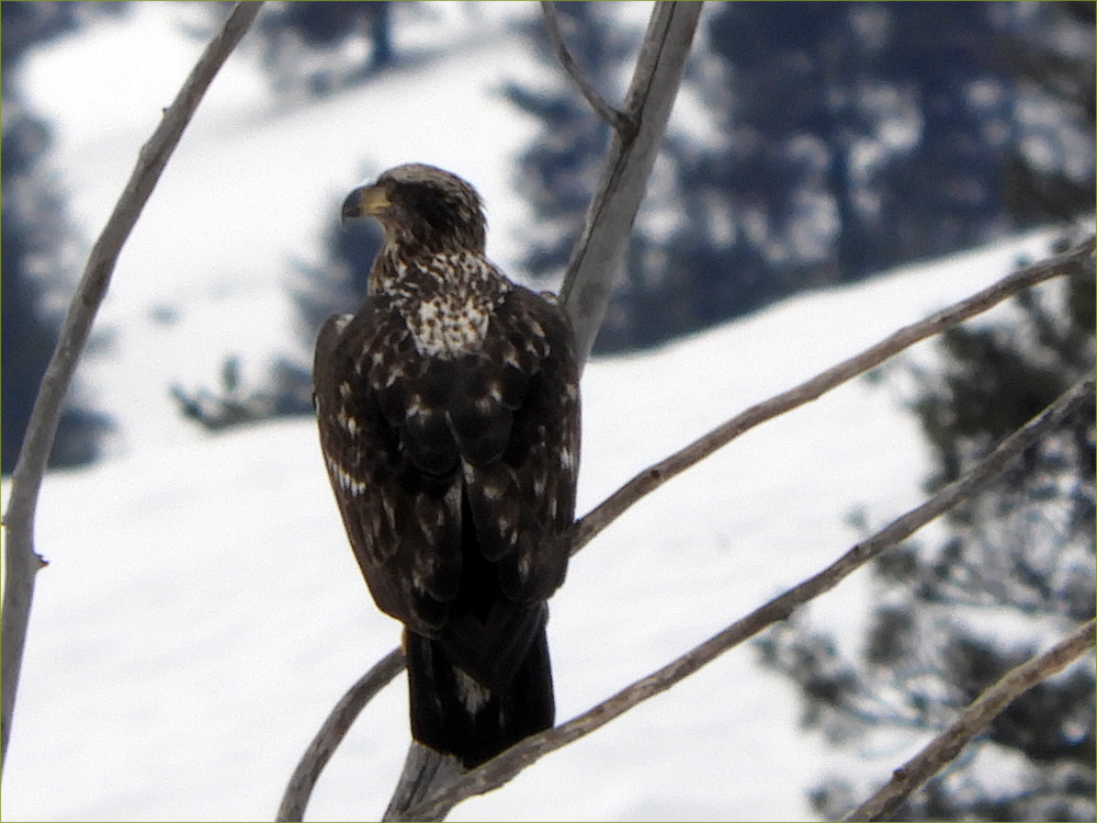 Bald Eagle (immature)