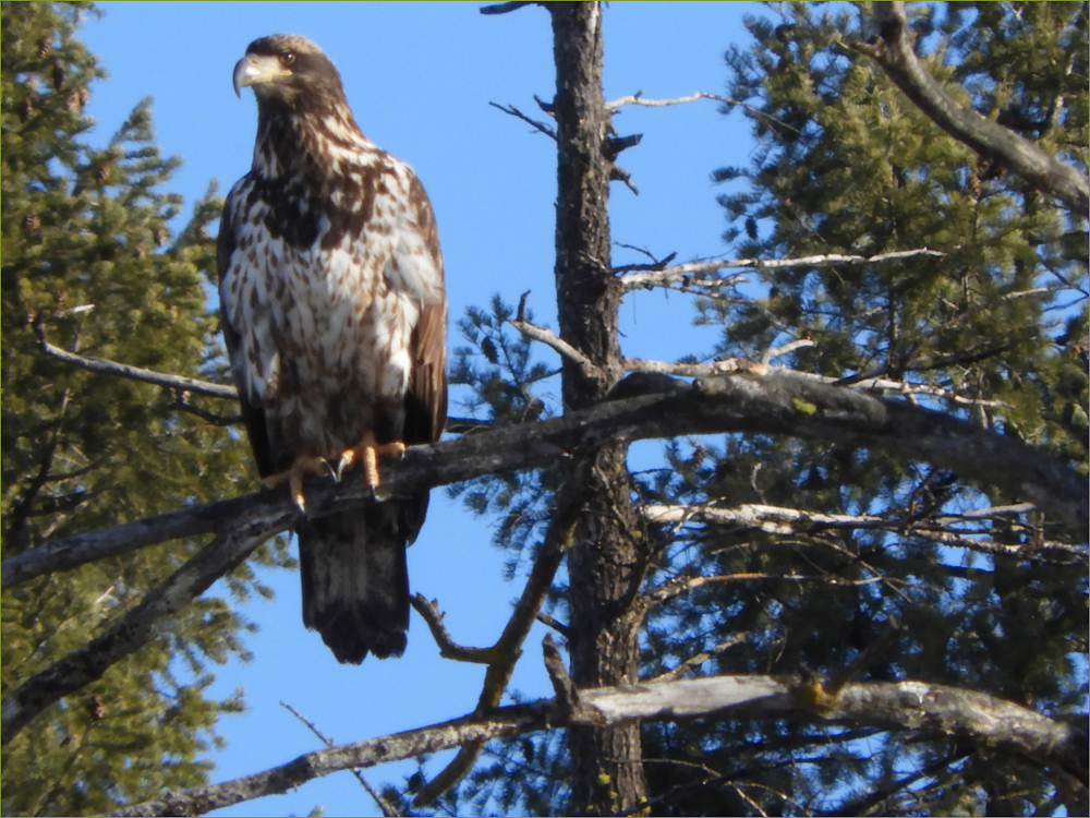 Bald Eagle (juvenile)