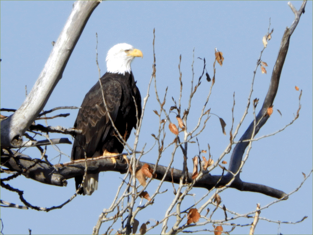 Bald Eagle
