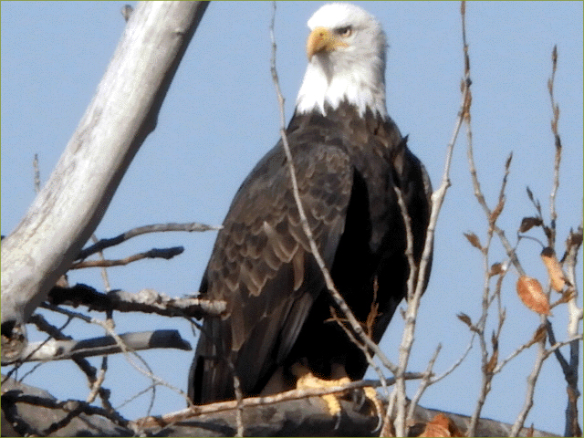 Bald Eagle