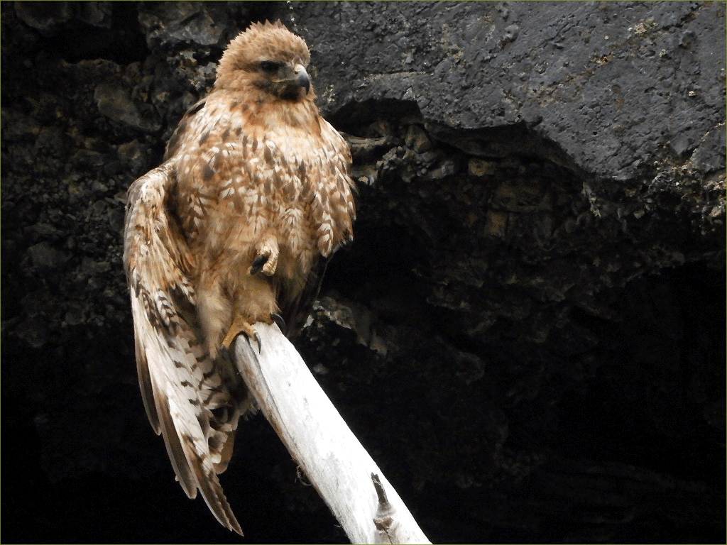 Merlin Falcon
