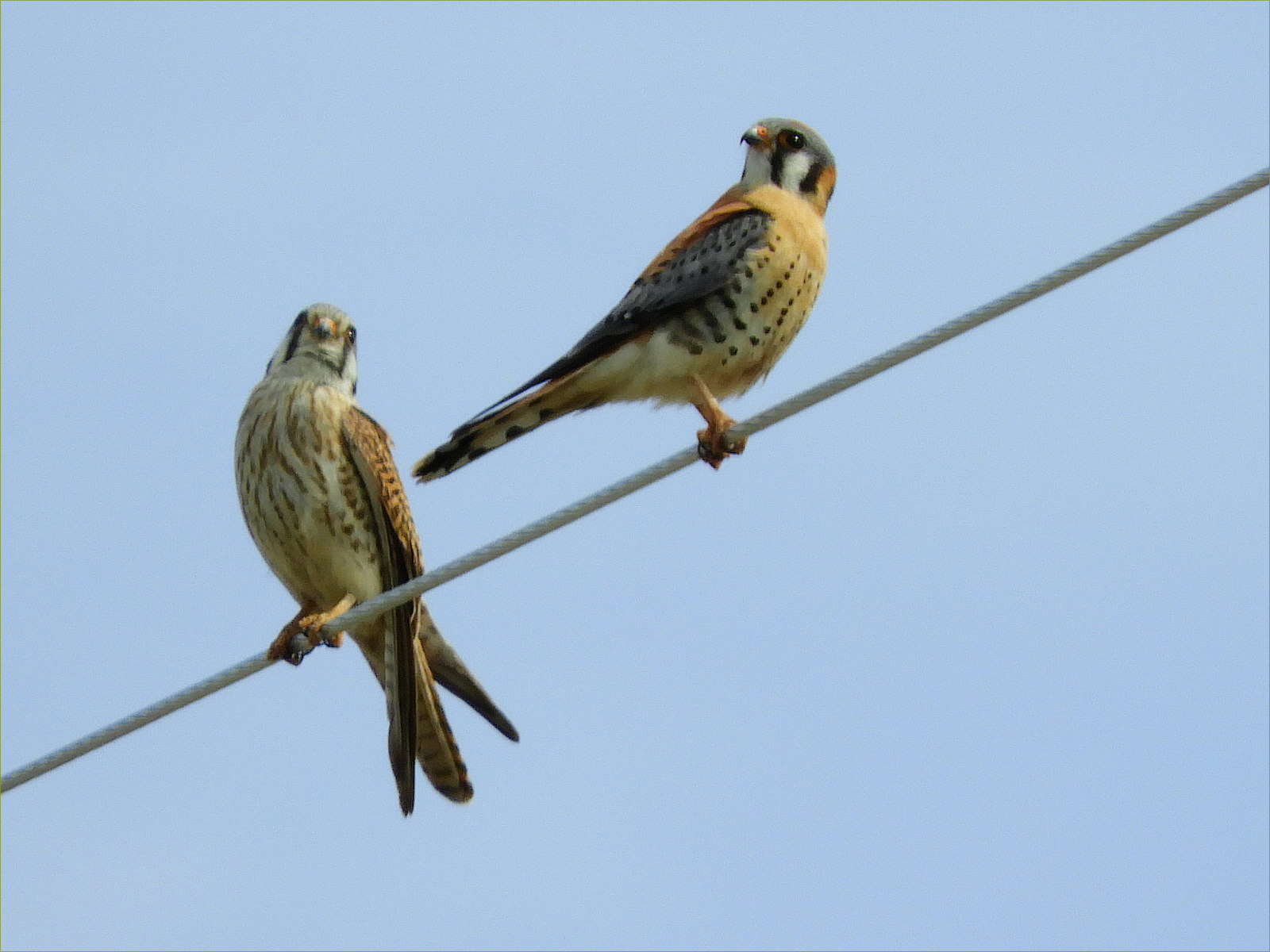 American Kestrel pair
