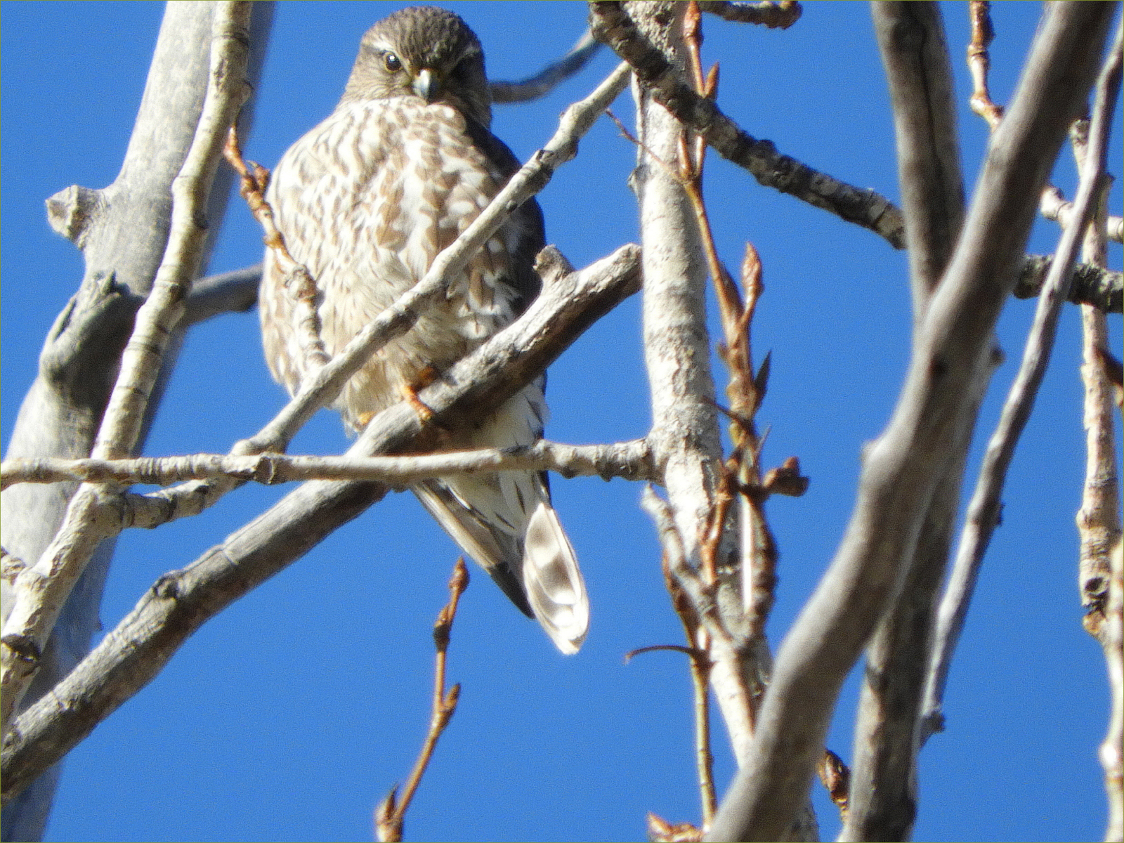 Merlin