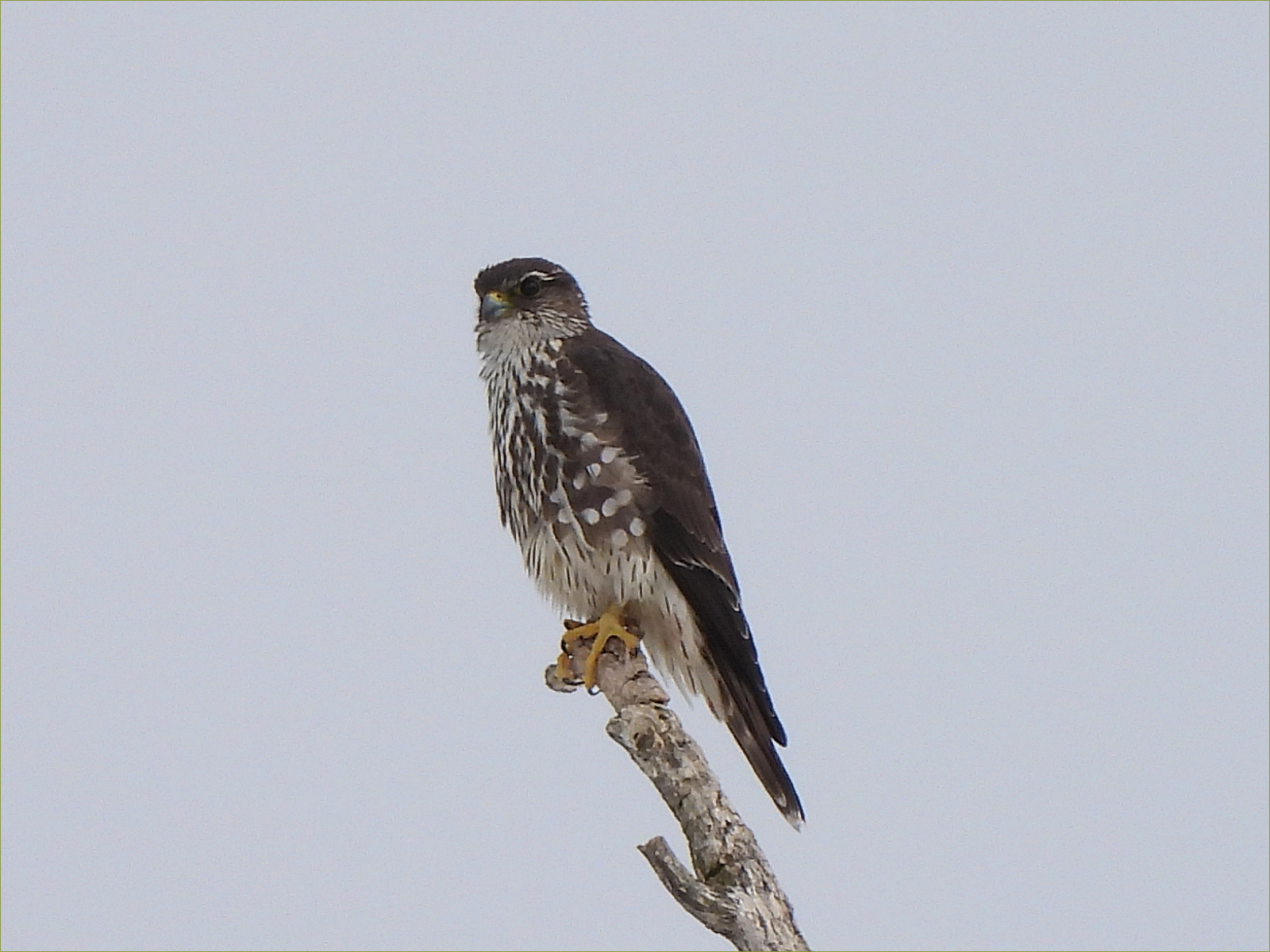 Merlin