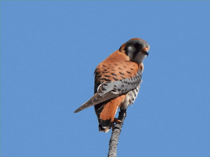 American Kestrel
