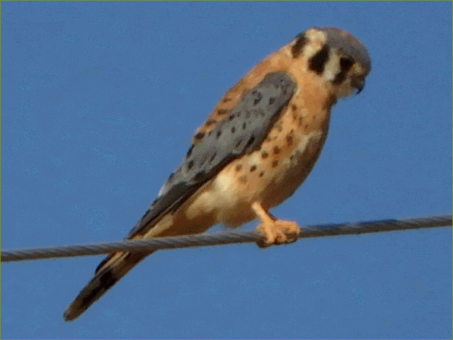American Kestrel