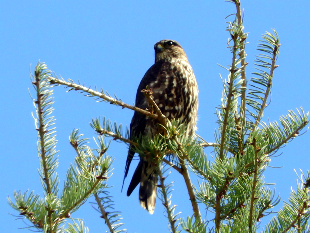 Black Merlin Falcon