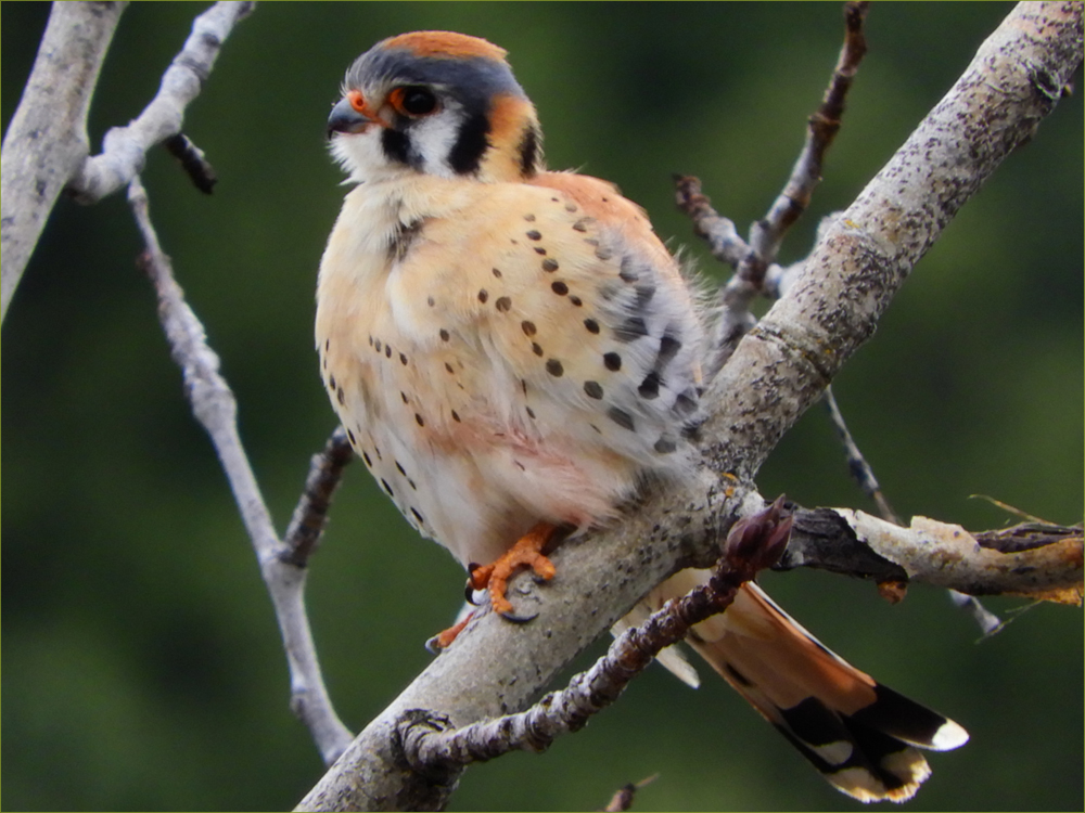 American Kestrel