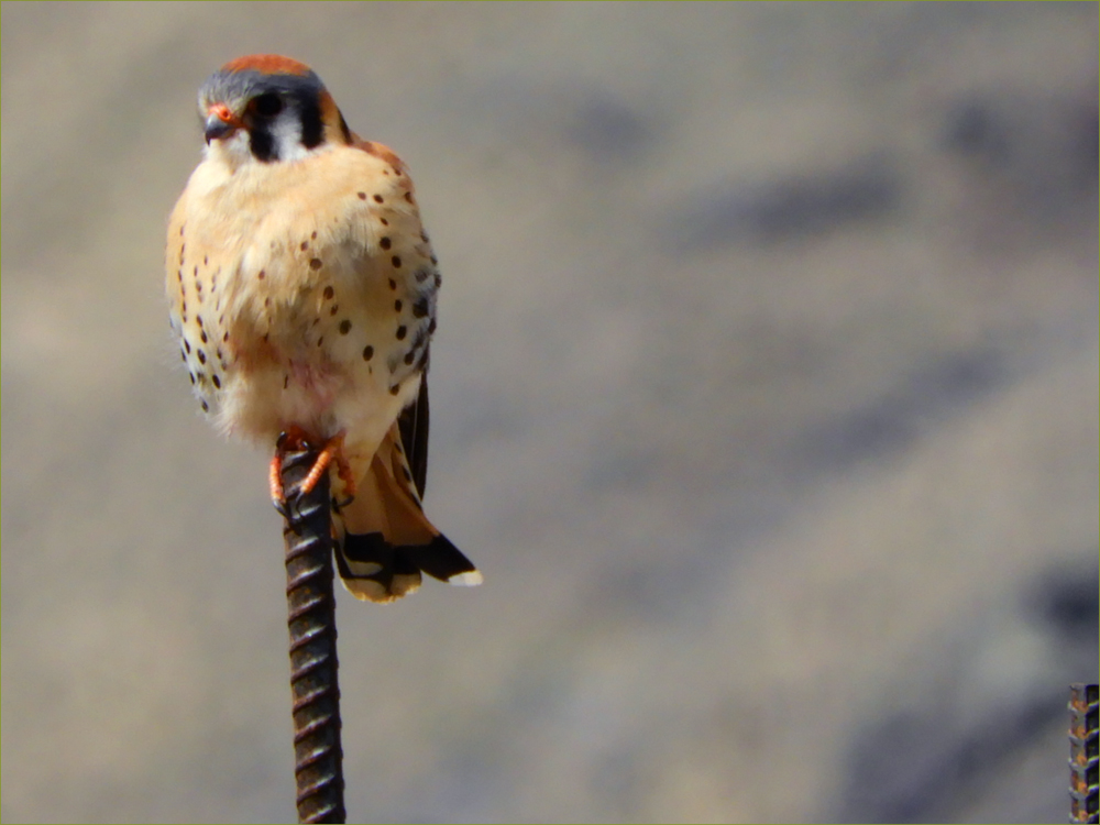 American Kestrel