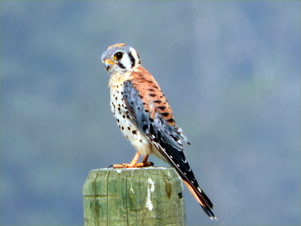 American Kestrel