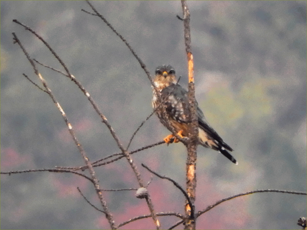 Merlin (taiga)