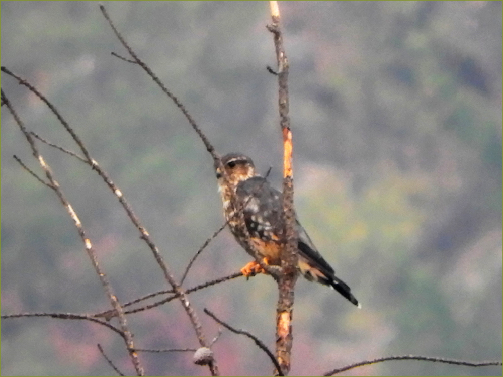 Merlin (taiga)