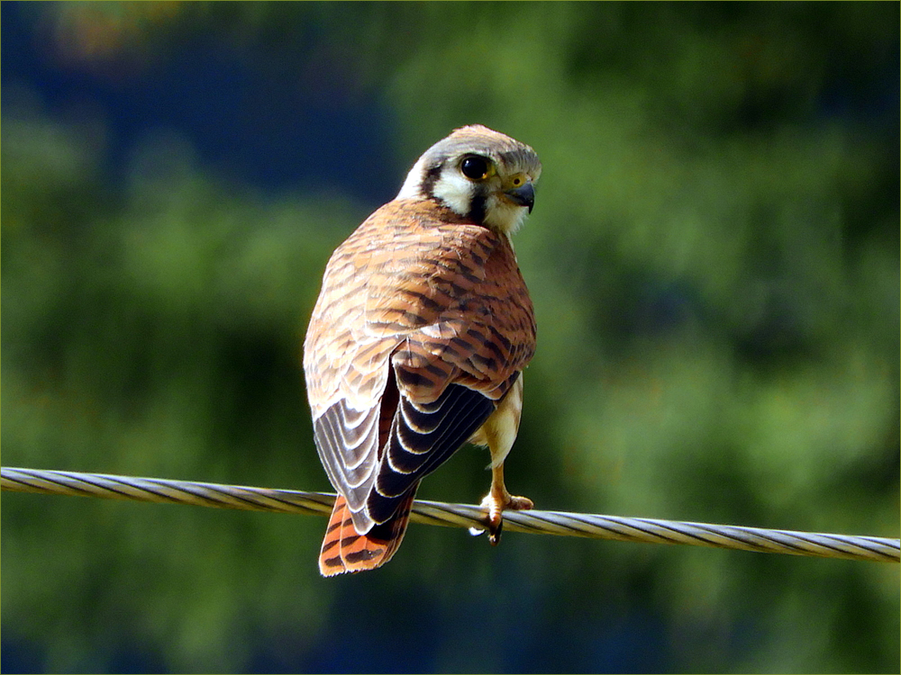 American Kestrel