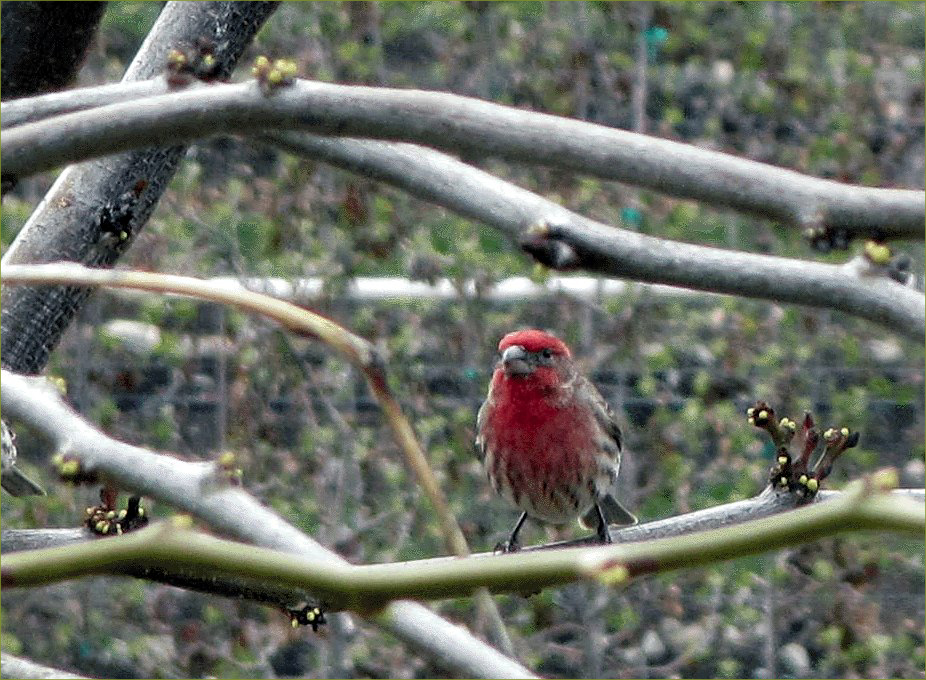 Purple Finch