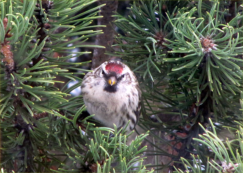 Common Redpoll