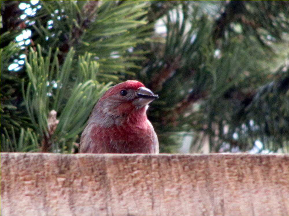 Purple Finch