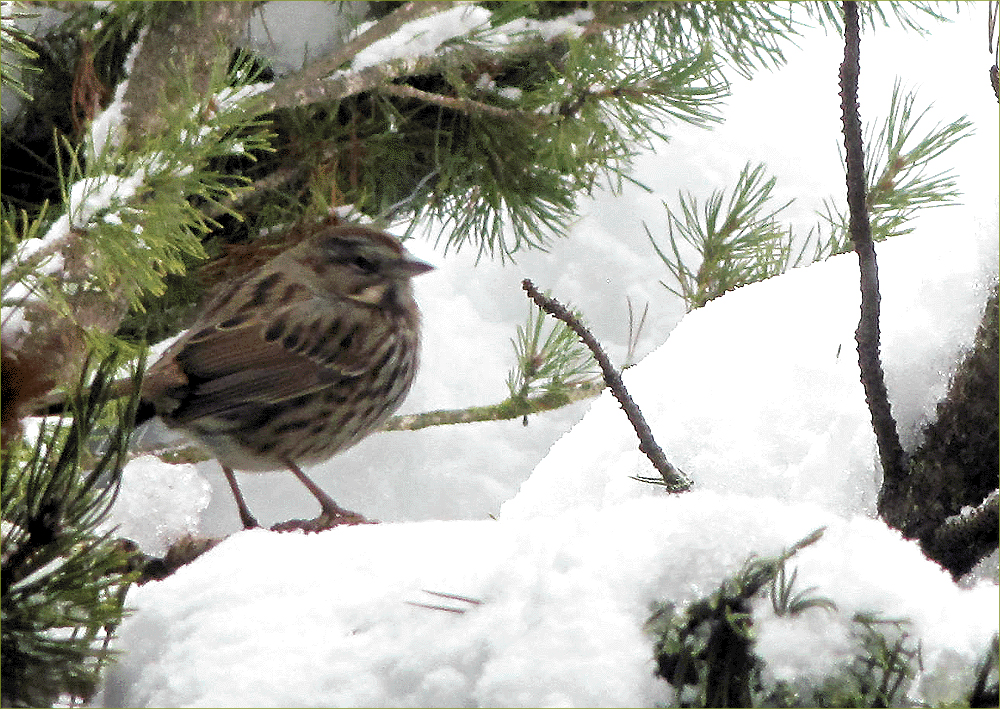 Purple Finch female