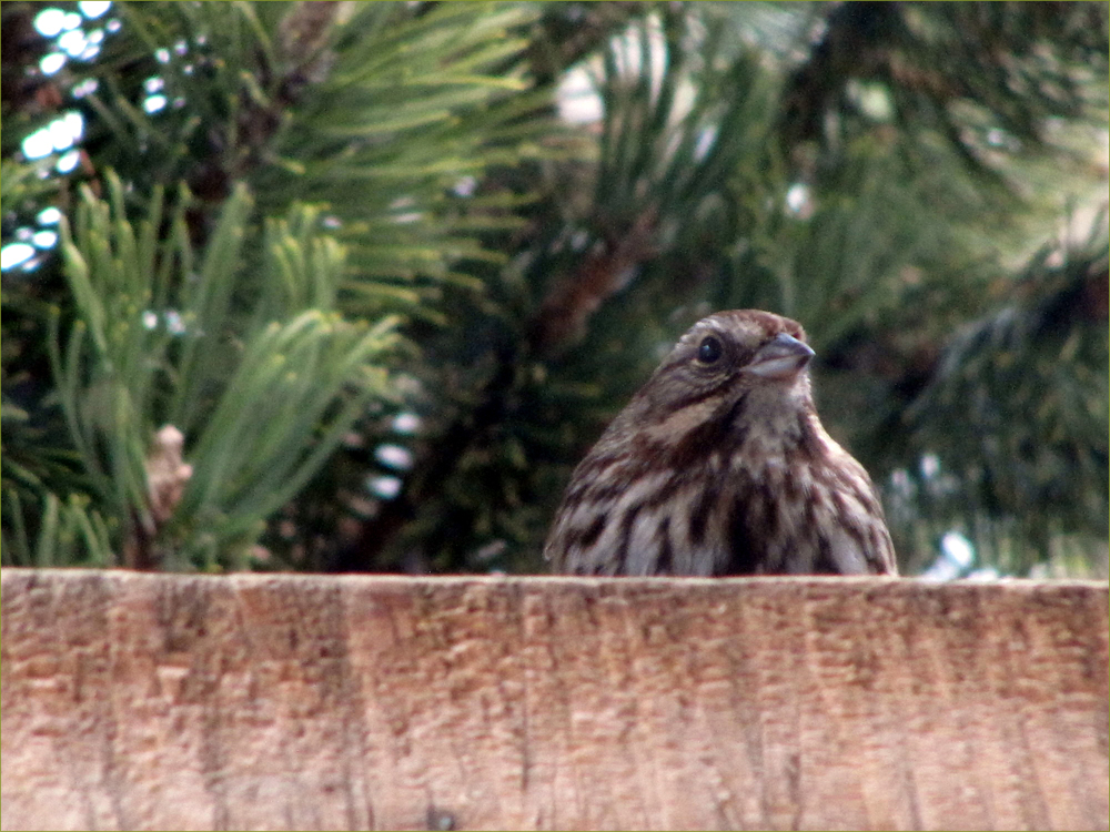 Purple Finch female