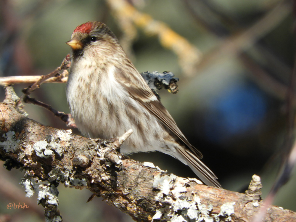 Common Redpoll