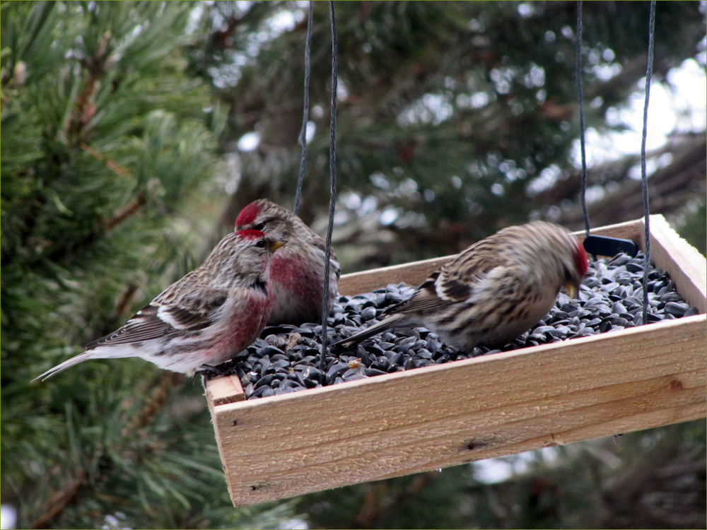 Lesser Redpolls