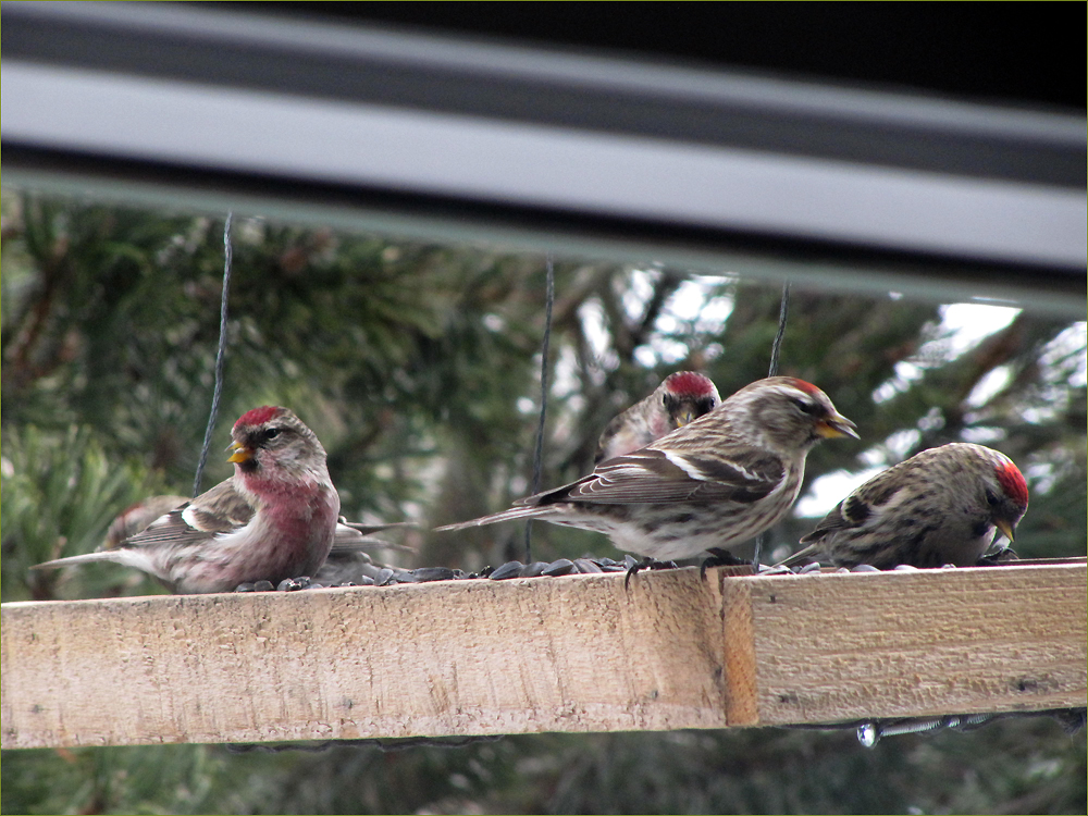 Lesser & Common Redpolls