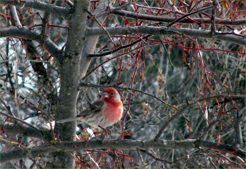 House Finch