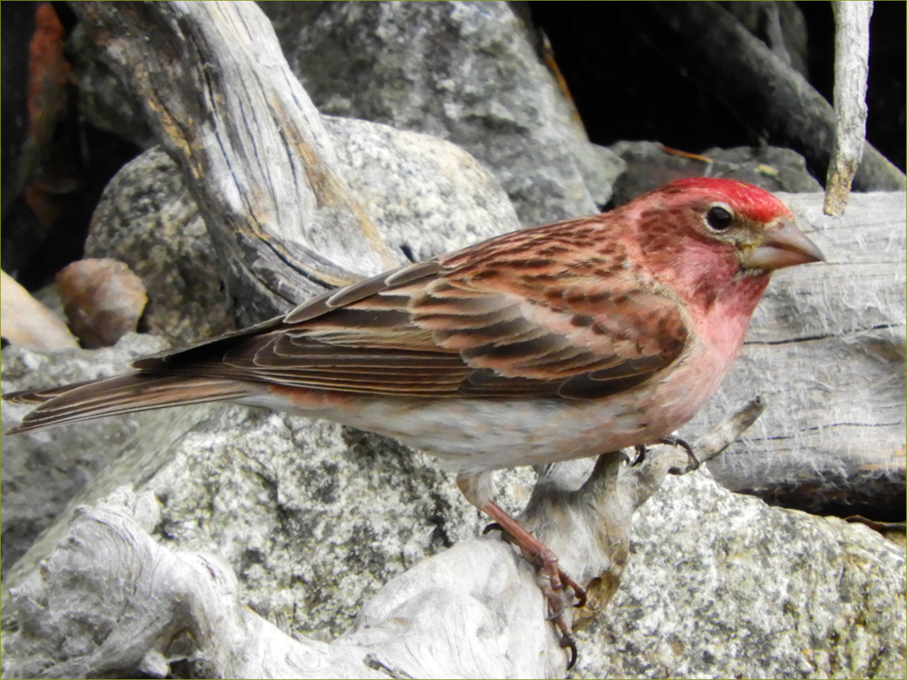 Cassin's Finch