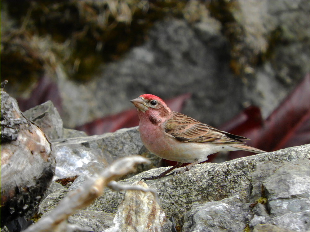 Cassin's Finch